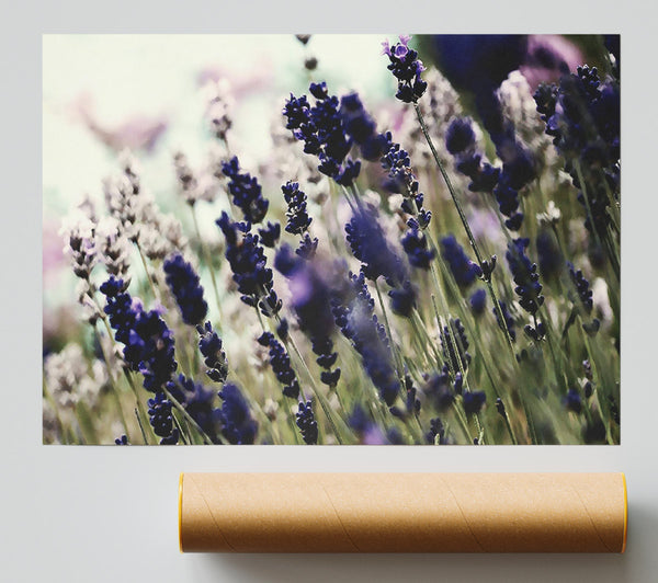 Lavender Flower Stems Print