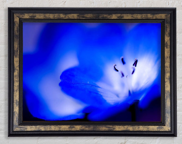 Electric Blue Framed Print