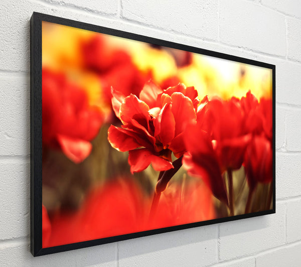 Beautiful Red Flowers