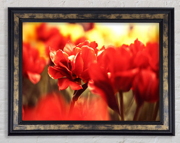 Beautiful Red Flowers Framed Print
