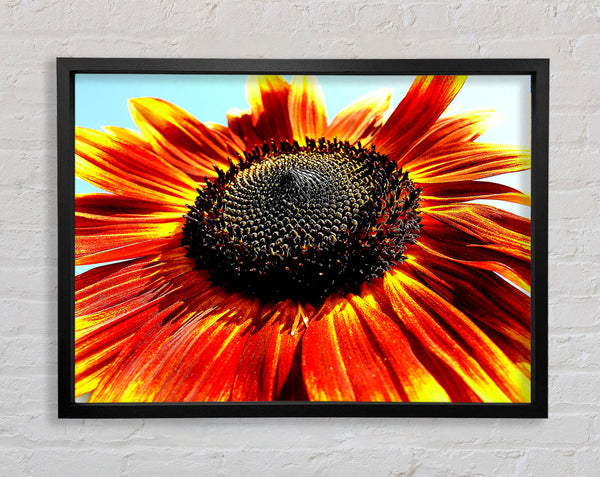 Die Sonnenblume