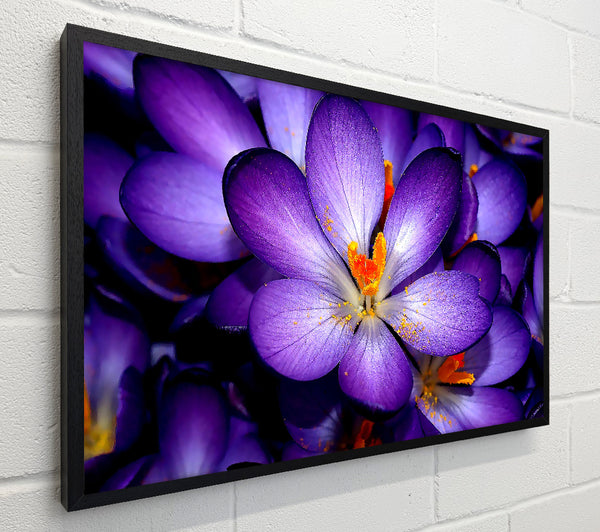 Crocuses Purple
