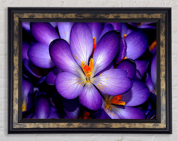 Crocuses Purple Framed Print