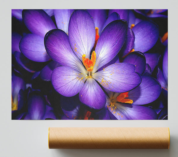 Crocuses Purple Giclee Print