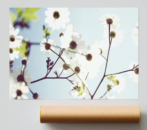 White Summer Flowers Giclee Print