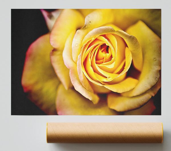 Yellow Rose Dew Drop Poster