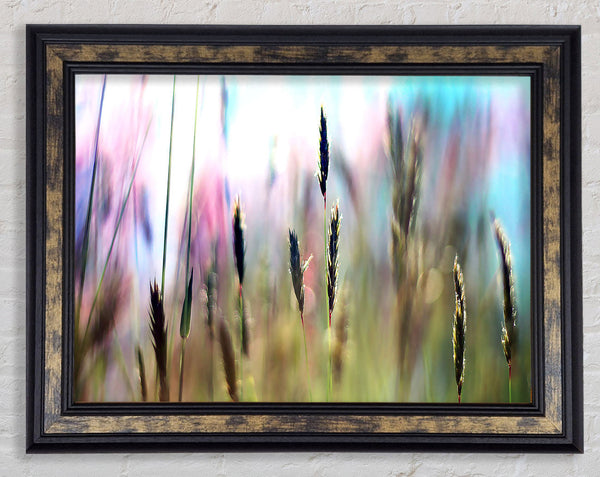 Soft Field Grass Framed Print