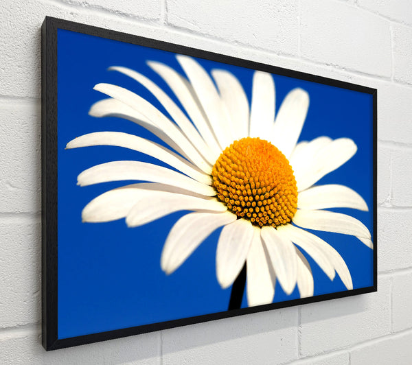 White Daisy Against A Blue Sky