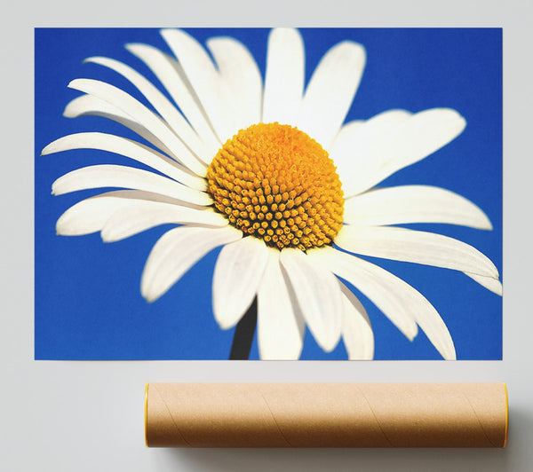 White Daisy Against A Blue Sky Poster