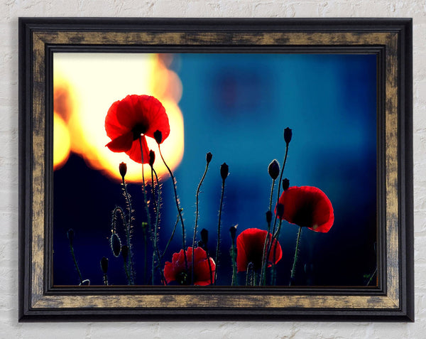Poppies In The Sunset Framed Print