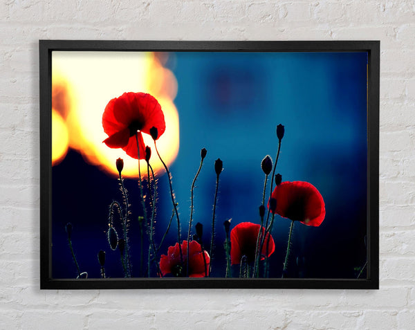 Mohnblumen im Sonnenuntergang