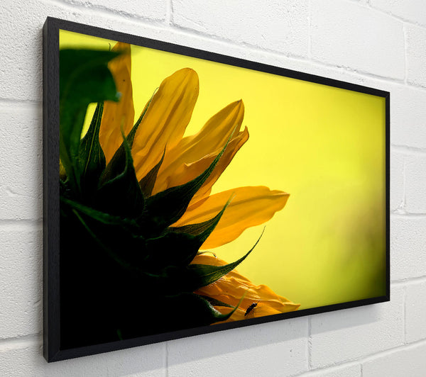 Sunflowers Macro