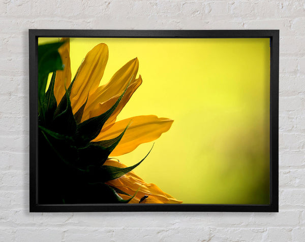 Sunflowers Macro Framed Print