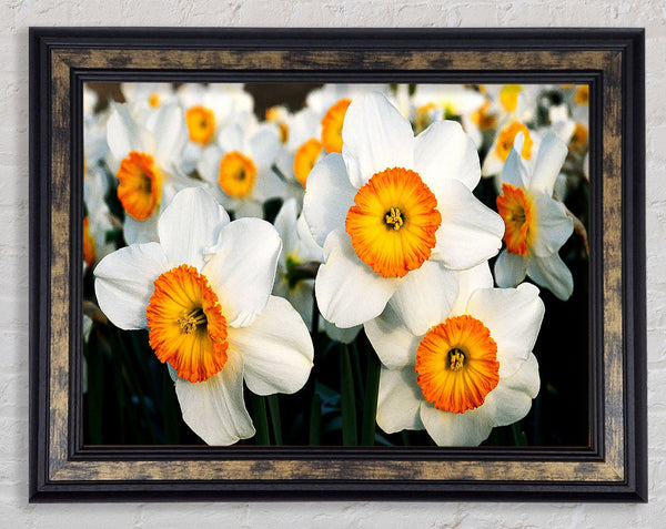 White Daffodils Framed Print