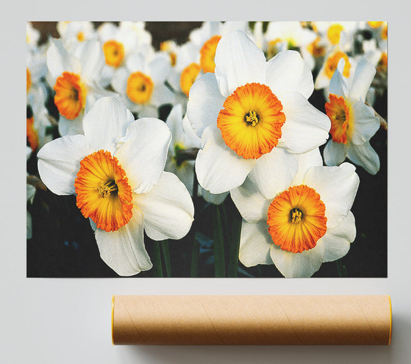 White Daffodils Poster
