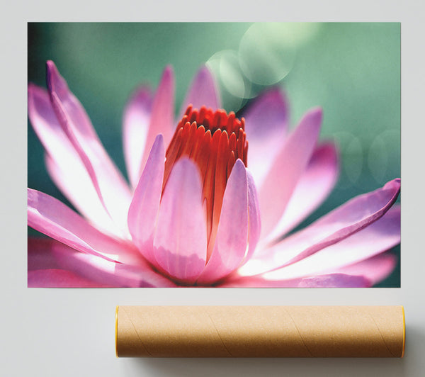 Light Purple Petals Print
