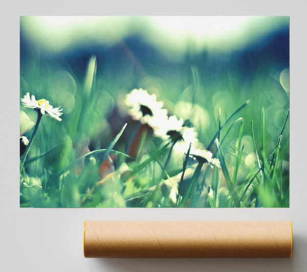 Daisies And Grass Poster