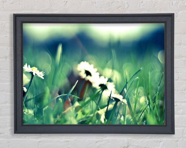 Daisies And Grass Framed Print