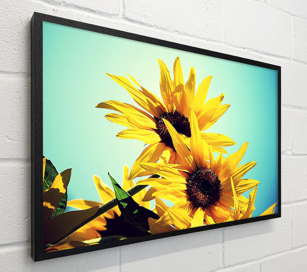 Sunflowers Against Blue Sky