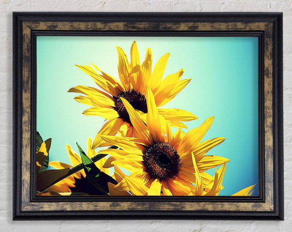 Sunflowers Against Blue Sky Framed Print