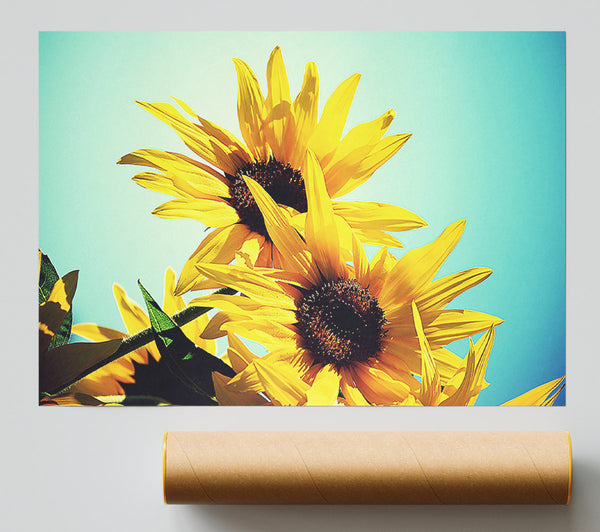 Sunflowers Against Blue Sky Poster