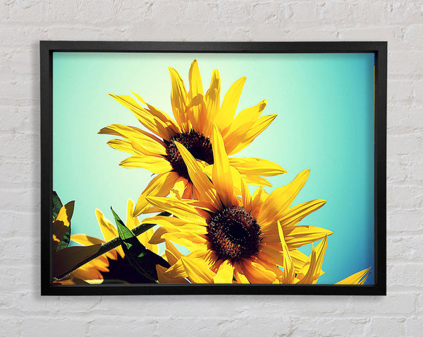 Sonnenblumen gegen blauen Himmel