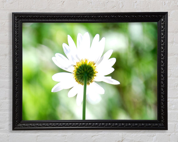 Daisy In The Sun Framed Print