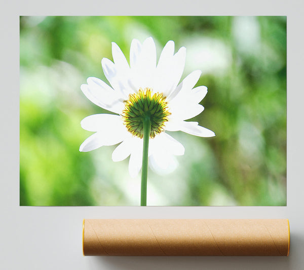 Daisy In The Sun Print