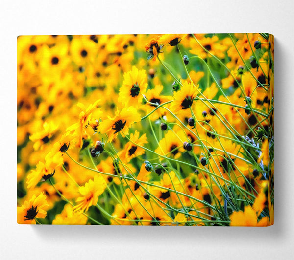 Very Yellow