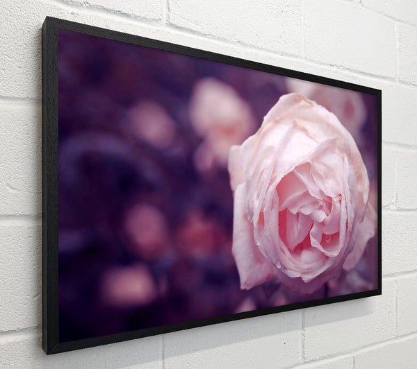 Delicate Pink Dew Rose