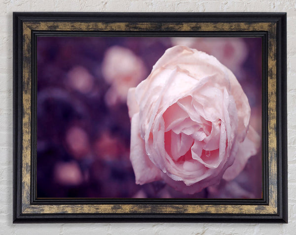 Delicate Pink Dew Rose