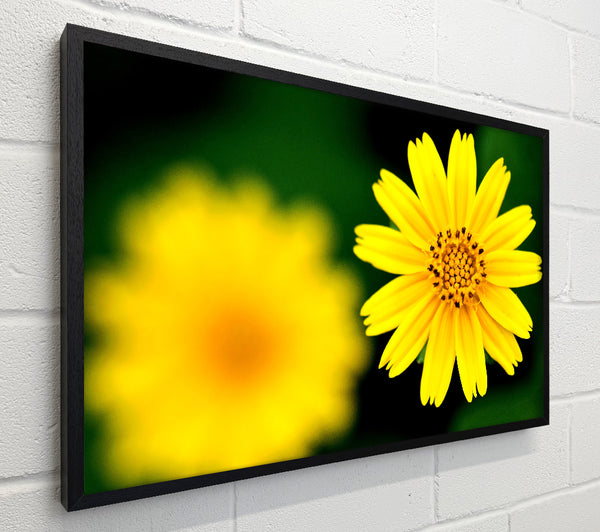 Beautiful Yellow Flower