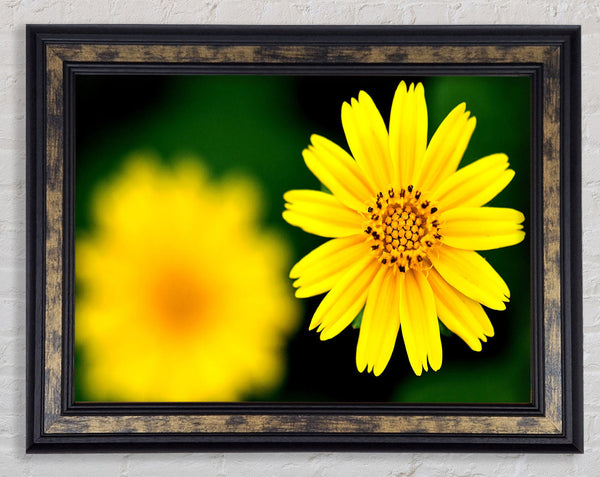 Beautiful Yellow Flower Framed Print