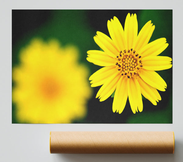Beautiful Yellow Flower Poster