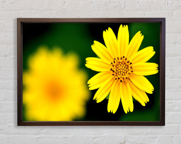 Schöne gelbe Blume