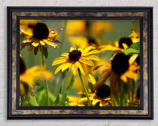Yellow Flowers In The Garden Framed Print