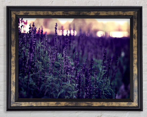 Lavender Framed Print