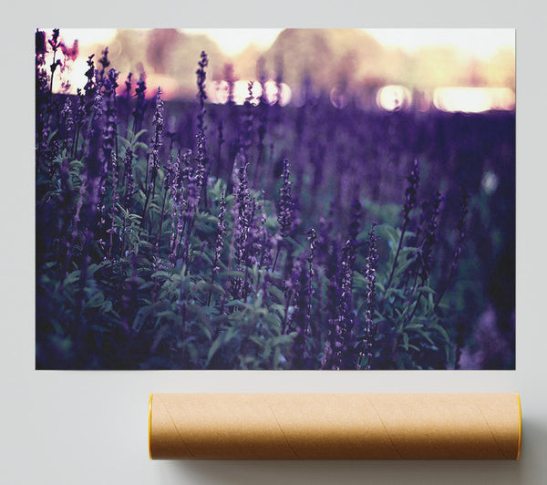 Lavender Giclee Print