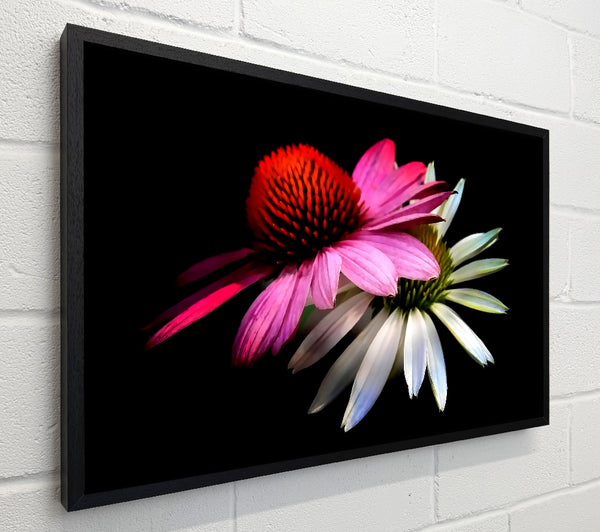 Cone Flowers Black Background
