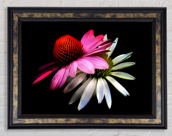 Cone Flowers Black Background Framed Print