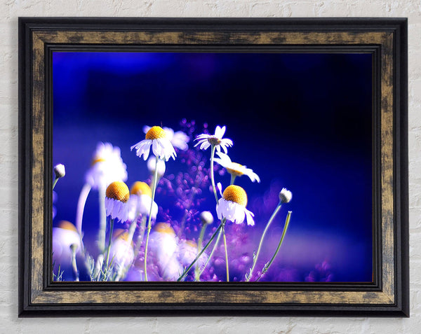 Beautiful Chamomile Flowers Framed Print