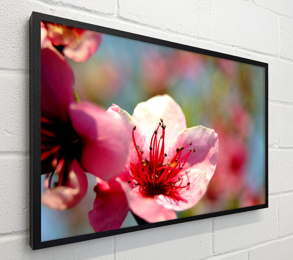 Pink Flower Cherry Tree