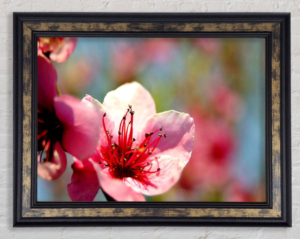 Pink Flower Cherry Tree Framed Print