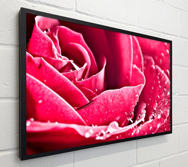 Rose Petals In Bloom
