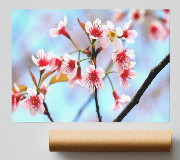 Wild Himalayan Cherry Giclee Print