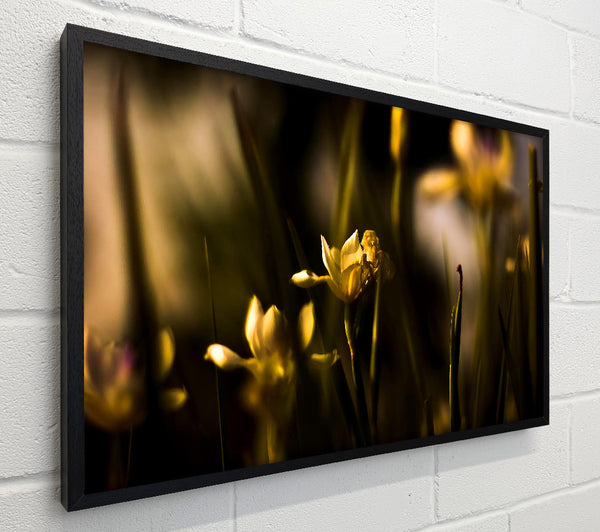 Withered Yellow Flowers