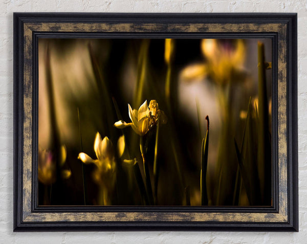 Withered Yellow Flowers Framed Print