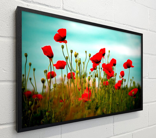 Beautiful Poppy Field Skies