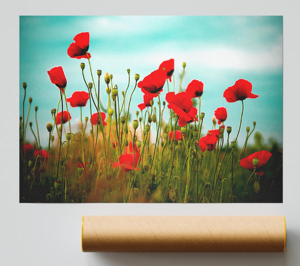 Beautiful Poppy Field Skies Poster