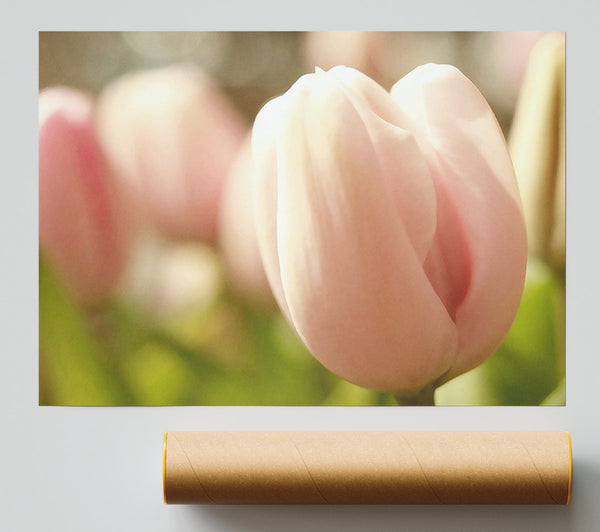 Baby Pink Tulip Poster